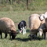 Evento di Prova SheepDog