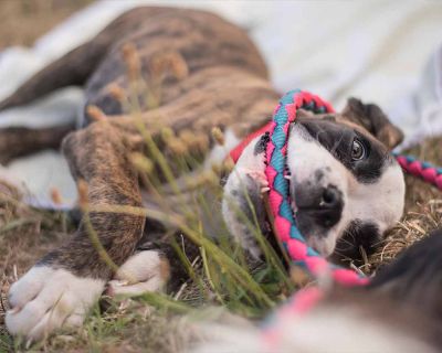 Ansia da separazione nel cane