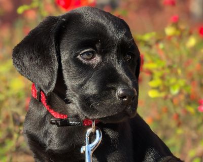 Il cane cucciolo: una piccola grande responsabilità